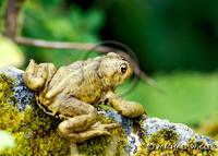 Toad- Northwestern adult