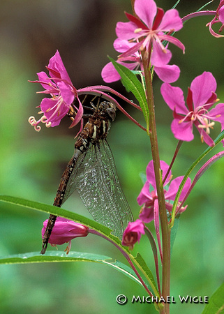 Dragonfly- adult on fireweed.jpg