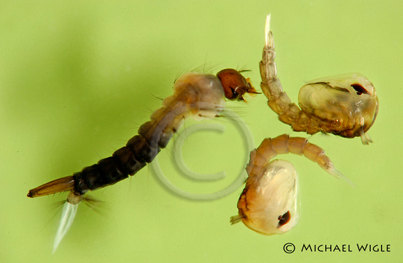 DSC_3498-Aedes vexans-larva & pupa.jpg