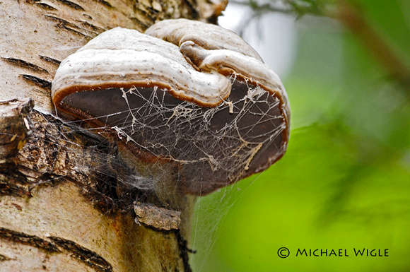 _MWB7073-Bracken fungus on Birch