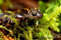 Long-toed Salamander-1