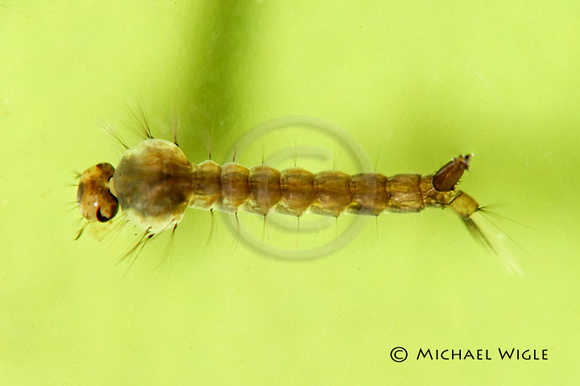 DSC_3467-Aedes sp (mosquito) larva.jpg