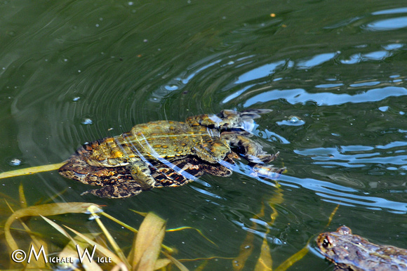 _MWC0441-Northwestern Toads-mating