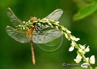 Dragonfly- Teneral on sweet clover.jpg