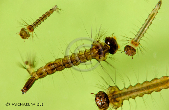 Culiseta sp larval stages.jpg
