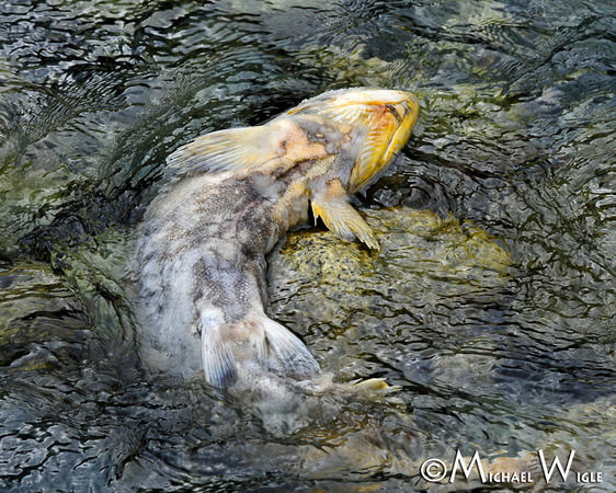 _MWB8614-Chum carcass-Klonnic Creek