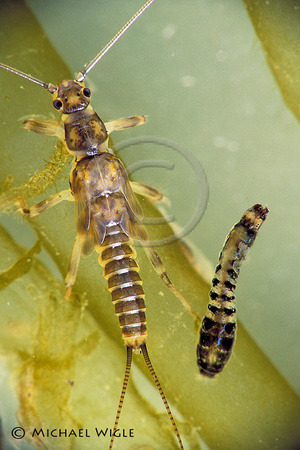 Taenionema pacificum nymph & Blackfly larva