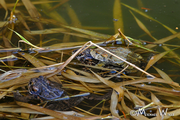 _MWC0461-Northwestern Toads-mating