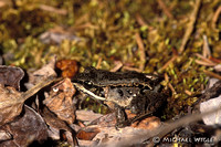 Northern Wood Frog adult