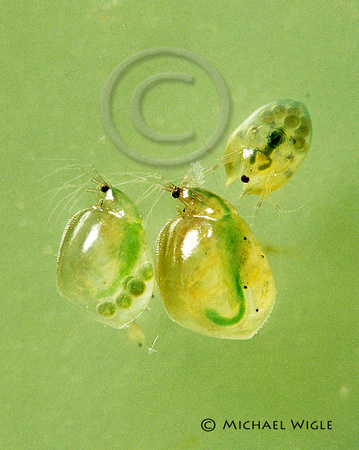 Cladocerans (Waterfleas)- Ceriodaphnia sp.