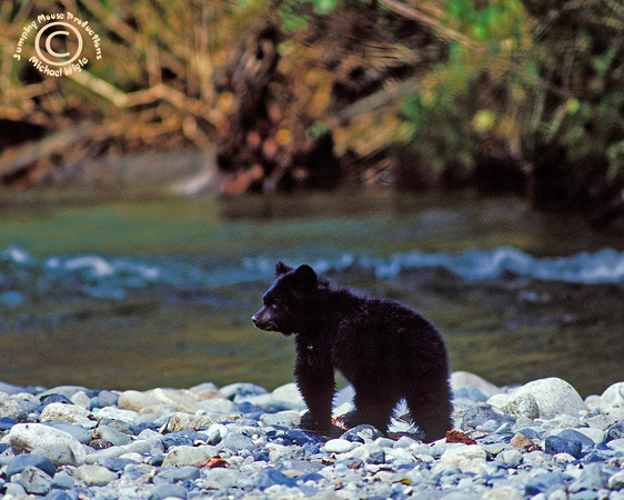502-Black Bear cub