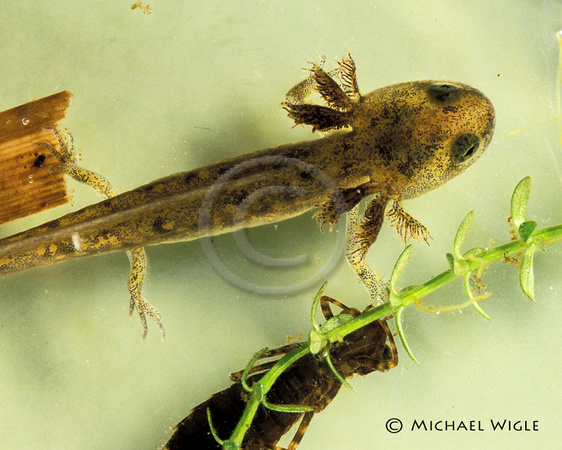 NorthWestern Salamander juvenile