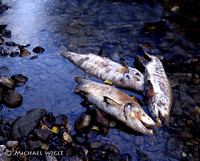 Chum Salmon carcasses