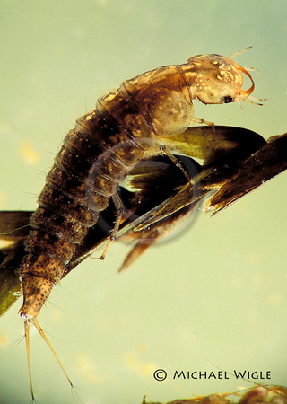 WaterBeetle- Dytiscid larva.jpg