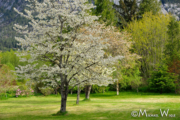_MJW0853-Cherry blossoms-Hagensborg