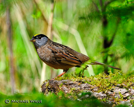 _MWB6990-Golden-Crowned Sparrow.jpg