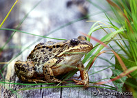 Spotted Frog adult