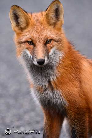 _DSC7728-Red Fox