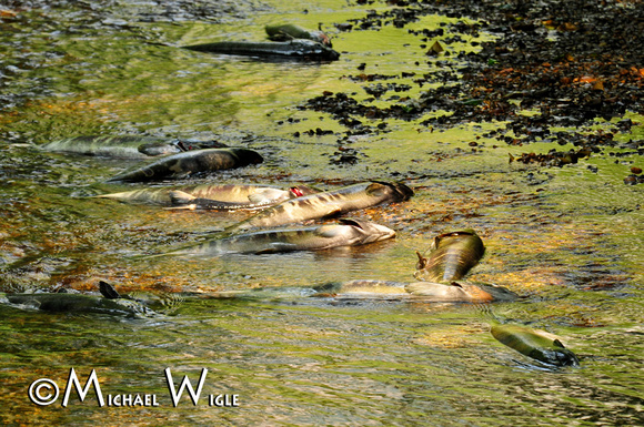 _MWC6294-Chum Salmon carcasses-Snootli Creek