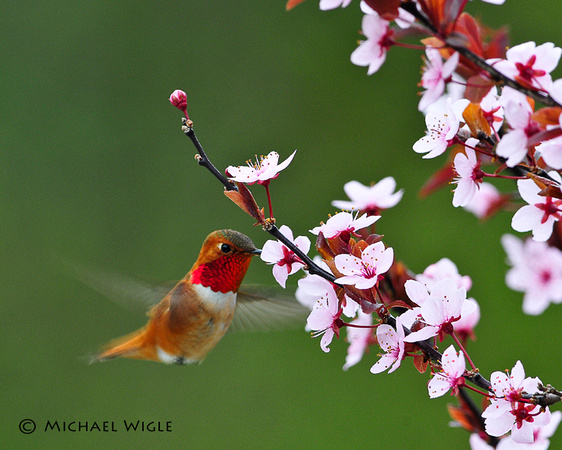 _MWB7009-Rufous Hummingbird & Plum Blossoms