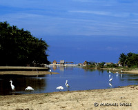 04- Tuito Laguna birds (Y2-6-93).jpg