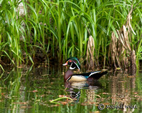 DSC_2553-Wood Duck male-1.jpg
