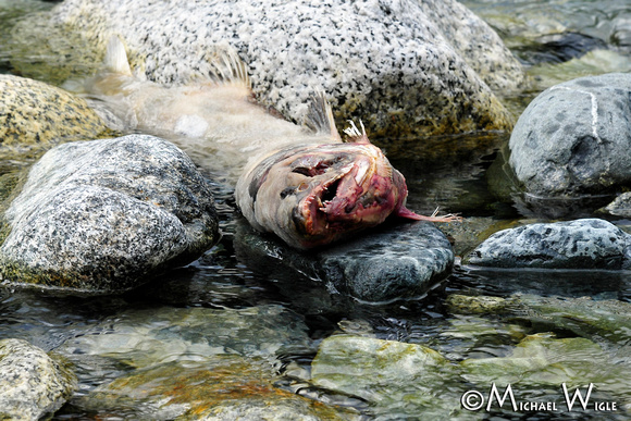 _MWB8619-Chum male-carcass-Klonnic Creek