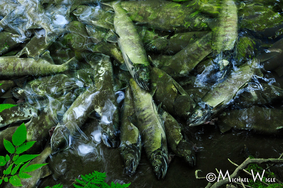 _MWB7490-Chum carcasses-Saloompt River