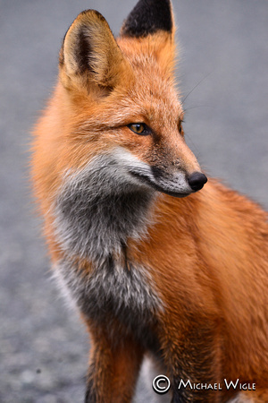_DSC7729-Red Fox
