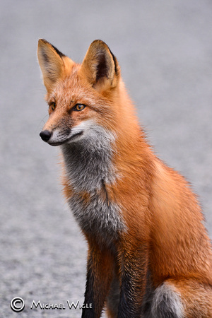_DSC7719-Red Fox