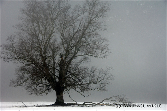 _MJW7337-Tree in Fog.jpg