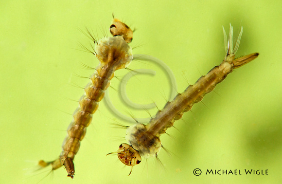 DSC_3469-Aedes sp larvae.jpg