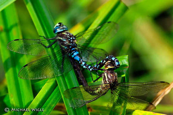 _MWC9352-Dragonflies-mating.jpg
