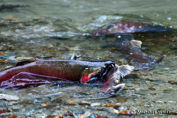 _MWB4321-Coho males-bumping for dominance.