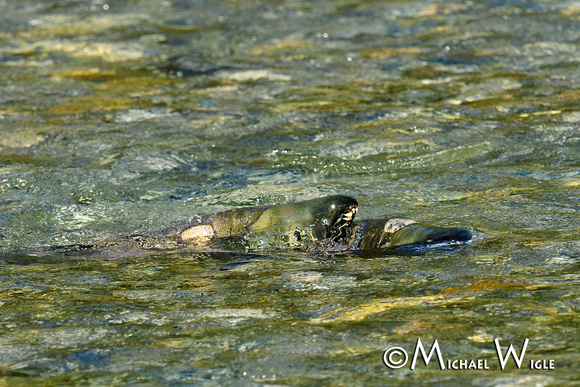 _MWC6122-Chum males-Thorsen Creek spawners