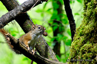 _MJW3902-Red Squirrel.jpg