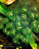 NW Salamander embryos