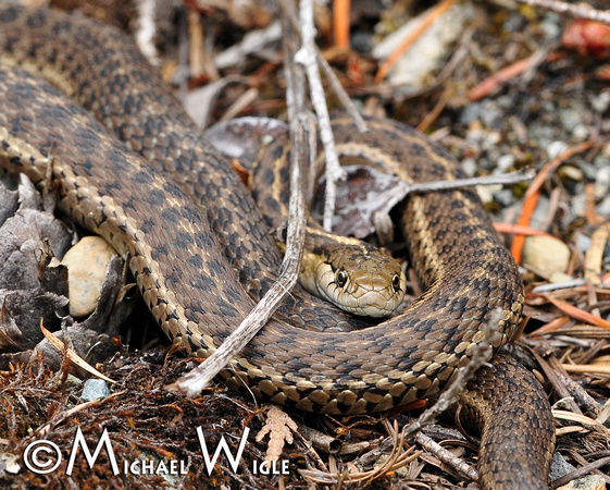 _MWC4699-Garter Snake-8x10 crop