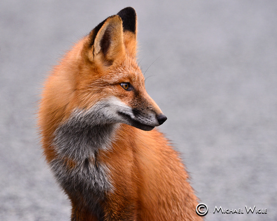 _DSC7710-Red Fox