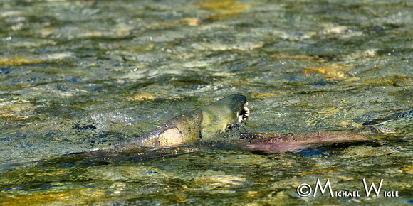 _MWC6142-Chum male-Thorsen Creek spawner