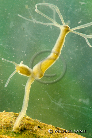 Plankton- Hydra with bud.jpg