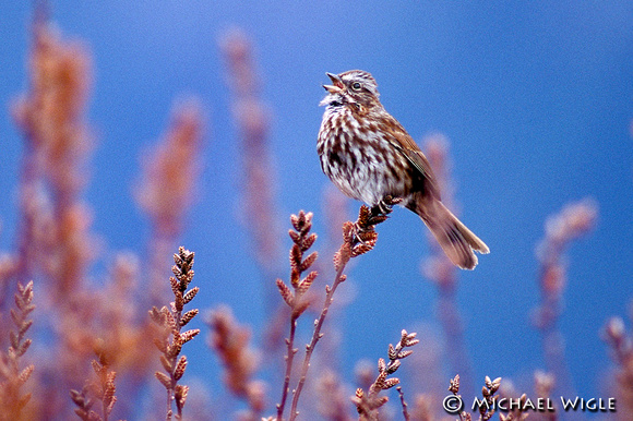Song Sparrow in Song