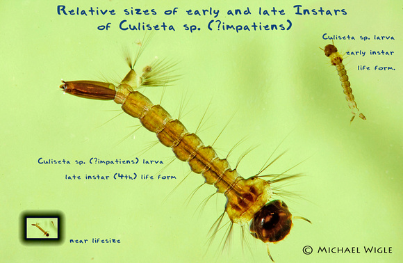 DSC_3414-Culiseta-mosquito larvae.jpg