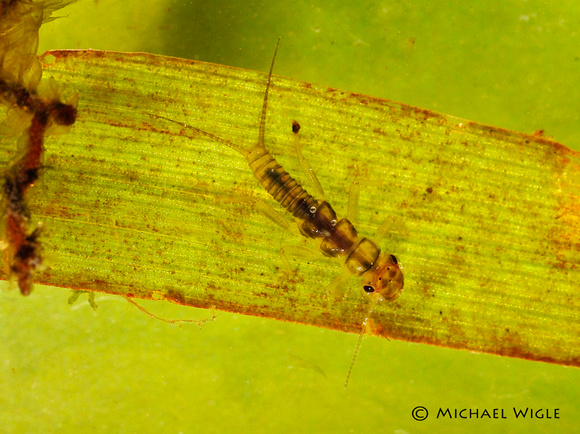 _MWC1498-Perlodid family-early instar nymph
