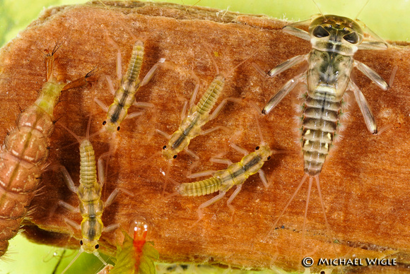 _MWC1464-Rithrogena mayfly (right) & Capnid family stoneflies (4)