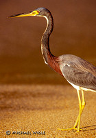 Heron, Tri-colored (Y24-30-01).jpg