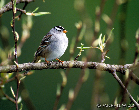 White Crowned Sparrow in Spring