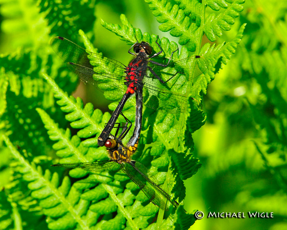 _MWB8924-Dragonflies-mating.jpg