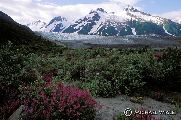 Walker Glacier, Alaska (118-23-93).jpg