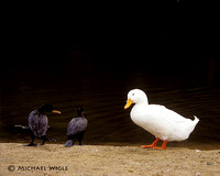 08- Cormorants and Duck (Y11-8-01).jpg